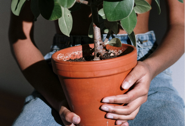 Lire la suite à propos de l’article Comment arroser correctement vos plantes ?